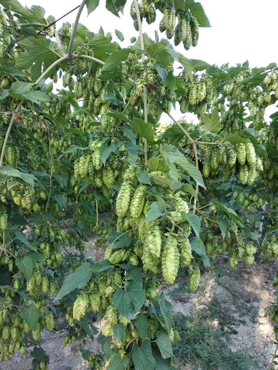 Visiting a Hop Growing Base What’s New